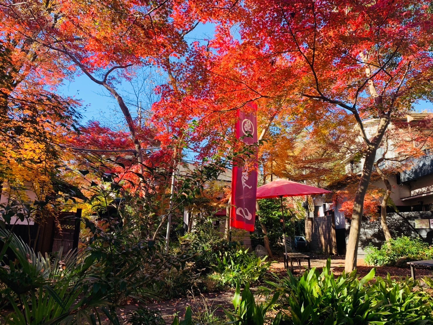 Grow Garden Toriyama 紅葉の写真
