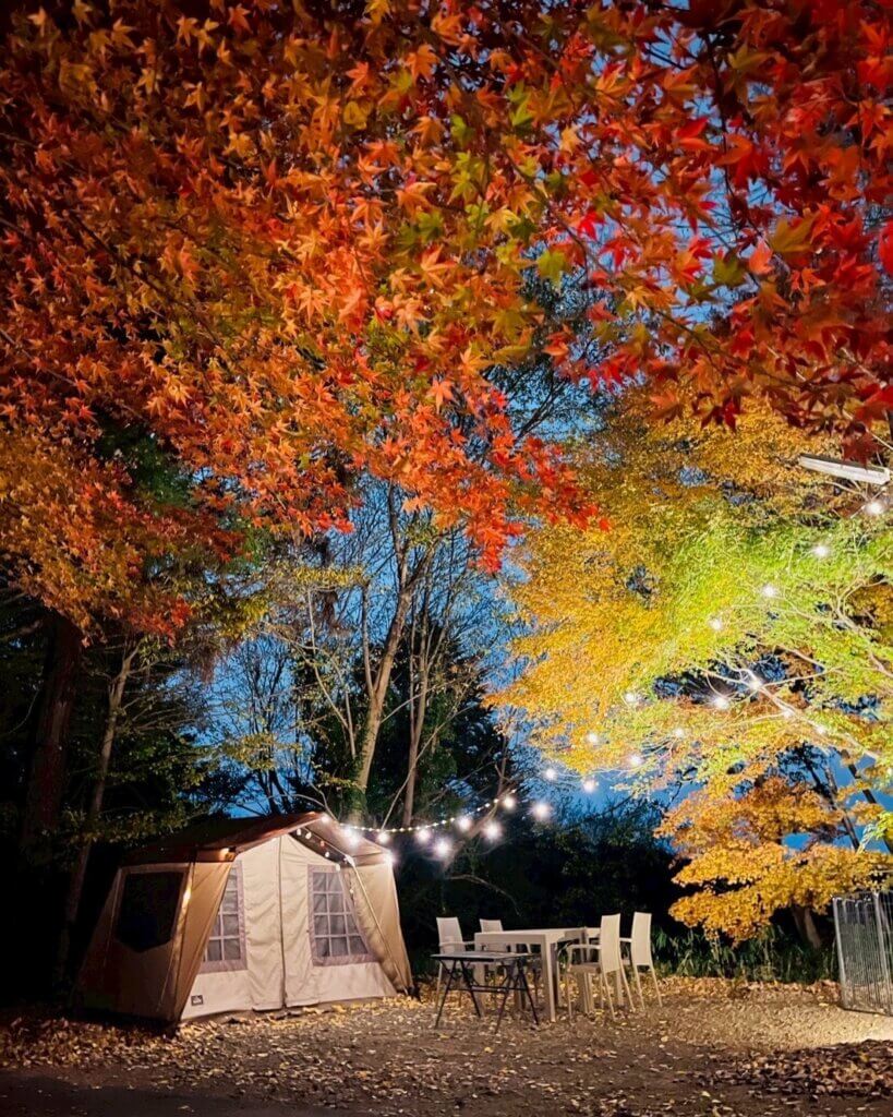 ライトアップした紅葉